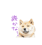 柴犬 七実（個別スタンプ：22）