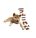 柴犬 七実（個別スタンプ：23）