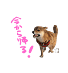 柴犬 七実（個別スタンプ：24）