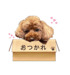 ショコラ＆こたろう（個別スタンプ：9）