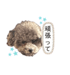 ショコラ＆こたろう（個別スタンプ：11）