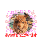 かわいいアルパカさんスタンプ③（個別スタンプ：10）