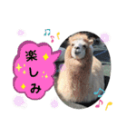 かわいいアルパカさんスタンプ③（個別スタンプ：13）
