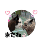かわいいアルパカさんスタンプ③（個別スタンプ：14）