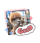 かわいいアルパカさんスタンプ③（個別スタンプ：22）