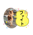 かわいいアルパカさんスタンプ③（個別スタンプ：30）