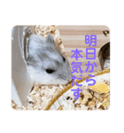 マメスタ(パールドワーフハムスター)（個別スタンプ：2）