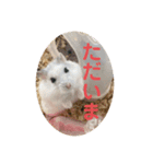 マメスタ(パールドワーフハムスター)（個別スタンプ：5）