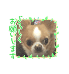 レアチーズちゃんの日常（個別スタンプ：3）
