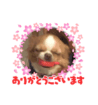 レアチーズちゃんの日常（個別スタンプ：7）
