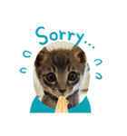 猫のチャム。（個別スタンプ：1）
