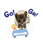 猫のチャム。（個別スタンプ：2）