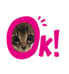 猫のチャム。（個別スタンプ：3）