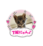 猫のチャム。（個別スタンプ：8）