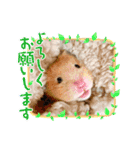 わんことハムちゃん（個別スタンプ：1）