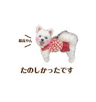 りんちゃんのごあいさつ。（個別スタンプ：4）