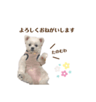 りんちゃんのごあいさつ。（個別スタンプ：5）