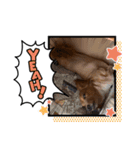 あんちゃこさん（個別スタンプ：6）