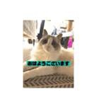 ごあいさつねこ（個別スタンプ：1）