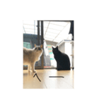 ごあいさつねこ（個別スタンプ：2）