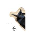 ごあいさつねこ（個別スタンプ：5）