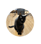 ごあいさつねこ（個別スタンプ：7）