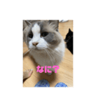 ごあいさつねこ（個別スタンプ：8）