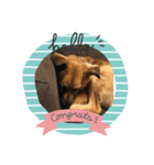 愛犬のおめでとうシリーズ（個別スタンプ：1）