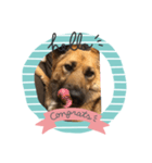 愛犬のおめでとうシリーズ（個別スタンプ：2）