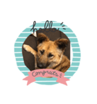愛犬のおめでとうシリーズ（個別スタンプ：3）