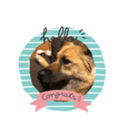 愛犬のおめでとうシリーズ（個別スタンプ：5）