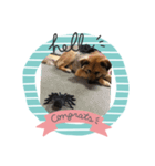 愛犬のおめでとうシリーズ（個別スタンプ：6）