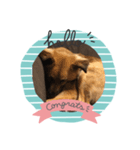 愛犬のおめでとうシリーズ（個別スタンプ：7）