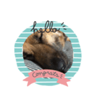 愛犬のおめでとうシリーズ（個別スタンプ：8）