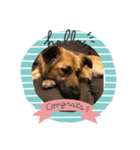 愛犬のおめでとうシリーズ（個別スタンプ：9）