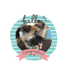愛犬のおめでとうシリーズ（個別スタンプ：10）
