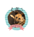 愛犬のおめでとうシリーズ（個別スタンプ：11）