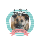 愛犬のおめでとうシリーズ（個別スタンプ：12）