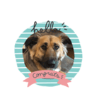愛犬のおめでとうシリーズ（個別スタンプ：13）