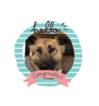 愛犬のおめでとうシリーズ（個別スタンプ：14）