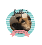 愛犬のおめでとうシリーズ（個別スタンプ：15）
