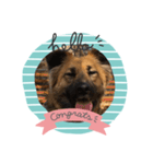 愛犬のおめでとうシリーズ（個別スタンプ：16）