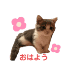 短足猫miumiu（個別スタンプ：1）
