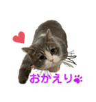 短足猫miumiu（個別スタンプ：2）