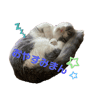 短足猫miumiu（個別スタンプ：5）