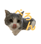 短足猫miumiu（個別スタンプ：7）