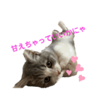 短足猫miumiu（個別スタンプ：8）