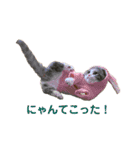 短足猫miumiu（個別スタンプ：11）