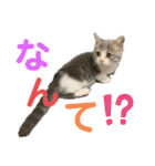 短足猫miumiu（個別スタンプ：13）
