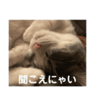 短足猫miumiu（個別スタンプ：14）